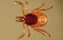 Ticks