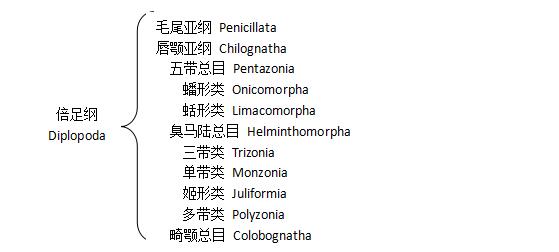 马陆目录